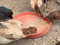 Chickens — Foto 2