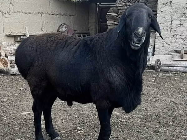 Bélier, Rhon sheep