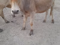 Krava, Skot — foto 1
