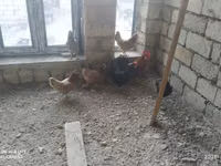 Ducks — foto 8