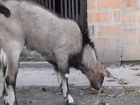 Ziegenbock, Nubian Goat — Foto 2