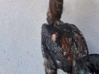 Gallinas Shamo — foto 8