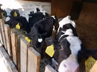 雄牛, Russian Black pied cattle — 写真 2