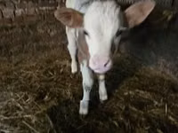 Býk, Simmental cattle — foto 4