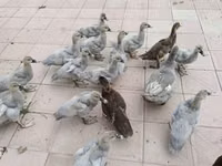 Ducks — zdjęcie 2