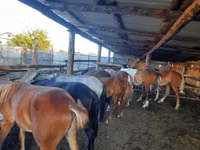 Pferde (Partie, Geschlecht nicht angegeben), Horse breed — Foto 1