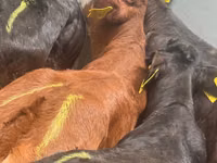 İribuynuzlu mal-qara (partiya, cinsi göstərilməyib), Simmental cattle — foto 3