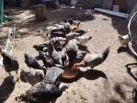 Chickens — foto 4