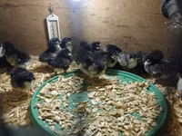 Chickens — foto 2