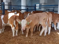 Byk, Simmental cattle — zdjęcie 2