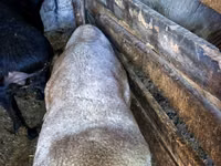 ஆண் ஆடு, Hissar sheep — புகைப்படம் 4
