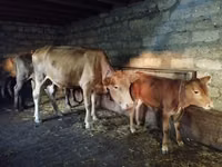 Kuh, Aberdeen-Angus — Foto 2