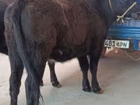 Kuh, Aberdeen-Angus — Foto 2