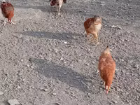Chickens — foto 5