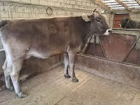 Krowa, Swiss cattle — zdjęcie 7