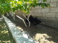 Australorp — Foto 1