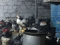 Chickens — foto 2