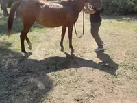 Jument, Chevaux — photo 1