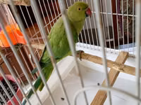 Qəfəslə erkəy 200 azn vatsap əlaqə Nimfa (Cockatiel) tutuquşu və qəfəs — Foto 4