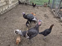 Turkeys — 写真 4