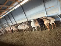 Bélier, Moutons — photo 2