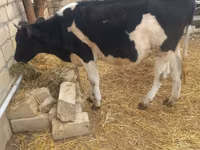 Býk, Russian Black pied cattle — foto 3