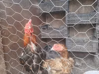Chickens — foto 2