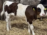 牛只（批次，未指定性别）, Simmental cattle — 照片 4