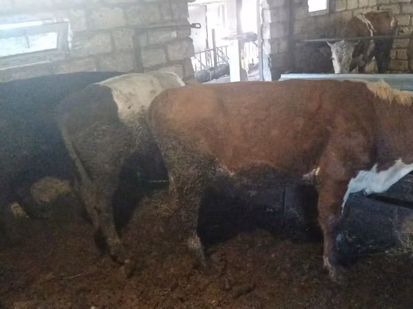 Taureau, Simmental cattle