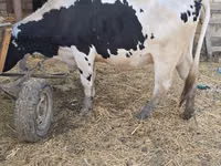 Kuh, Russian Black pied cattle — Foto 3