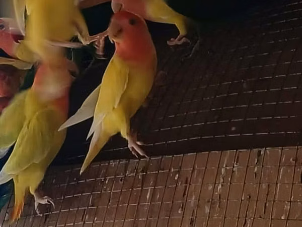 Məhsul: Agapornis (sevgi papağanları) və çoxqatlı taxta qəfəslər