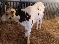 Buqa, Russian Black pied cattle — 2-rasm