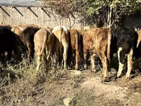 காளை, Swiss cattle — புகைப்படம் 4