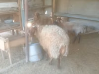Bélier, Moutons — photo 1