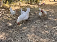 Leghorn — 3-rasm