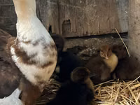 Ducks — foto 2