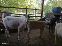 Cabra, Cabras — foto 4