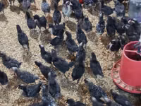 Chickens — foto 3