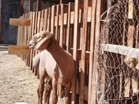 Ram, Rhon sheep — photo 1