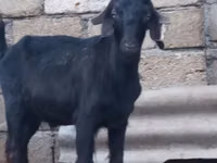 ஆண் வெள்ளாடு, Anatolian Black goats — புகைப்படம் 1