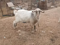 تيس, الماعز — الصورة 4