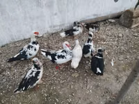 Ducks — foto 3