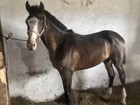 Caballo, Thoroughbred horse — foto 4
