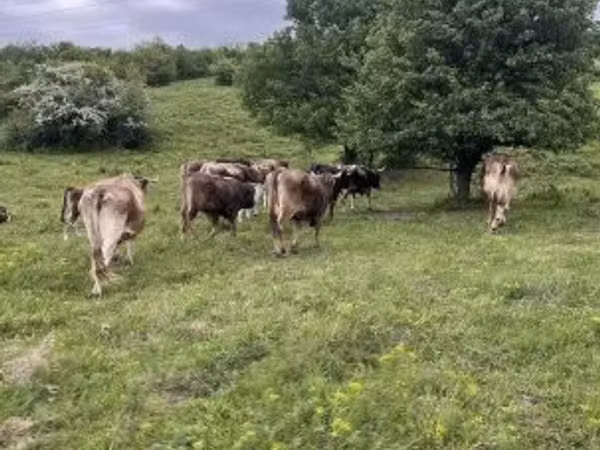 Vaca, Raça Carpatiana Marrom