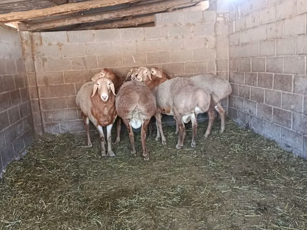 Beran, Arashan sheep