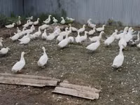 Ducks — foto 4