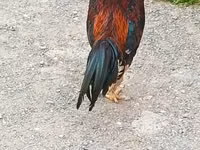 Chickens — ფოტო 2