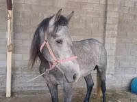 Cavalo, Kustanai horse — foto 2