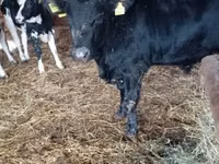 Toro, Vaca Limousin — foto 6