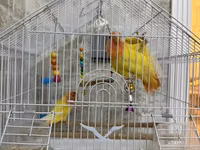 Məhsul: Qəfəsdə cüt papuqay (lovebird) və tam aksesuar dəsti Təsvir — foto 1